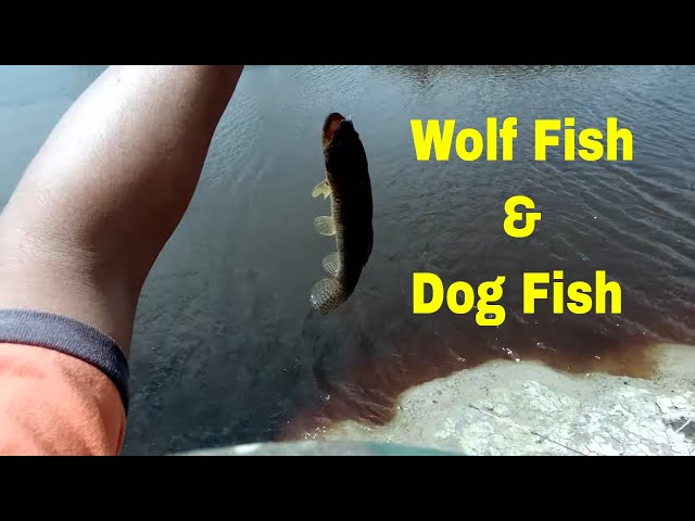 Catching wolf-fish and dog-fish