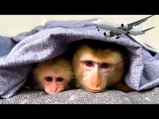 Monkey Kaka and Monkey Mit Hide Under the Blanket Because Planes