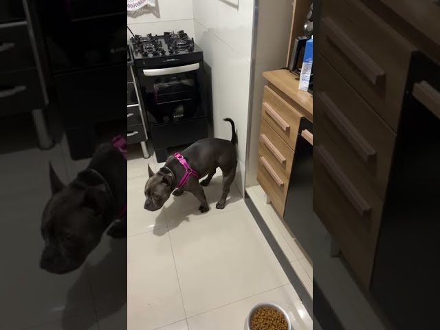 Dog Leaves a "Present" on the Wall For Owner || ViralHog