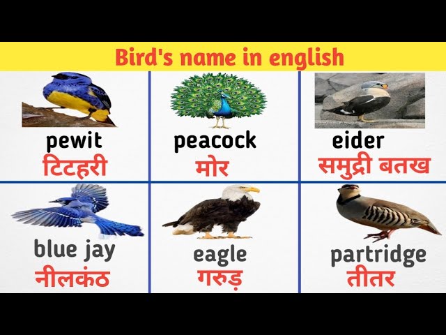 bird's name in english । पक्षियों के नाम english में।daily english practice