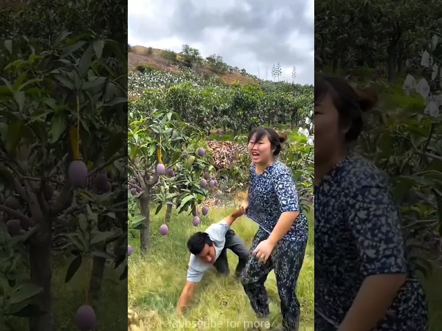 Sweet mango 🥭🥭 harvesting | mango farming with rural farmer#shorts #mango #youtubeshorts