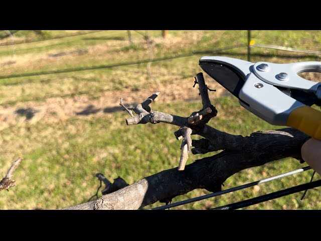 How To Prune Muscadine Grapes 2024