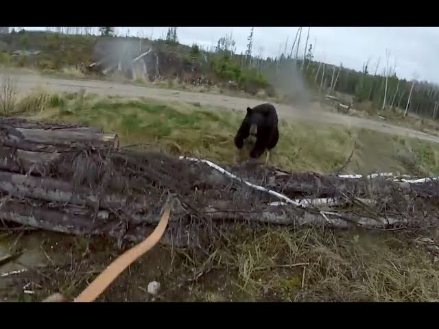 Black Bear Attacks Man