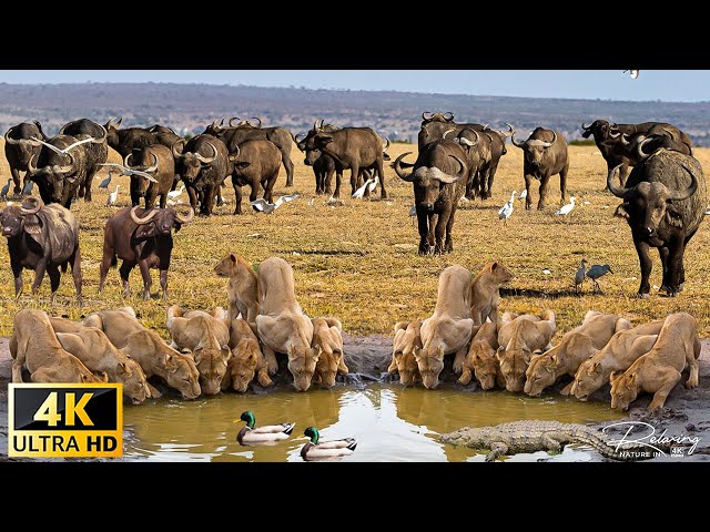 4K African Wildlife: Tanzania & Serengeti 4K - Scenic Wildlife Film With African Music