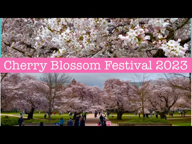 Cherry Blossom Festival 2023 in UW Seattle, Washington.  Private Tour of the iconic Yoshino trees