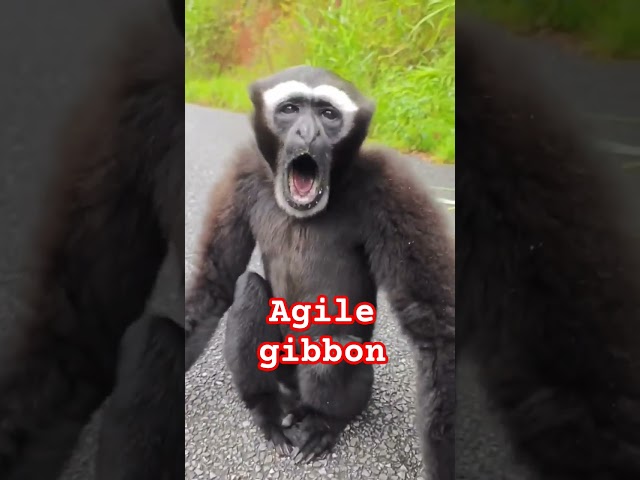 agile gibbon #monkey #lemur #funny