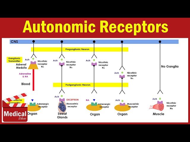 Pharmacology [ANS] 4- Autonomic receptors [ Sympathetic Receptors and Parasympathetic Receptors ]