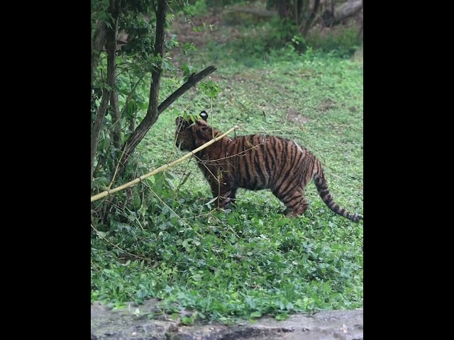 Tiger Cubs Chomping on Bamboo