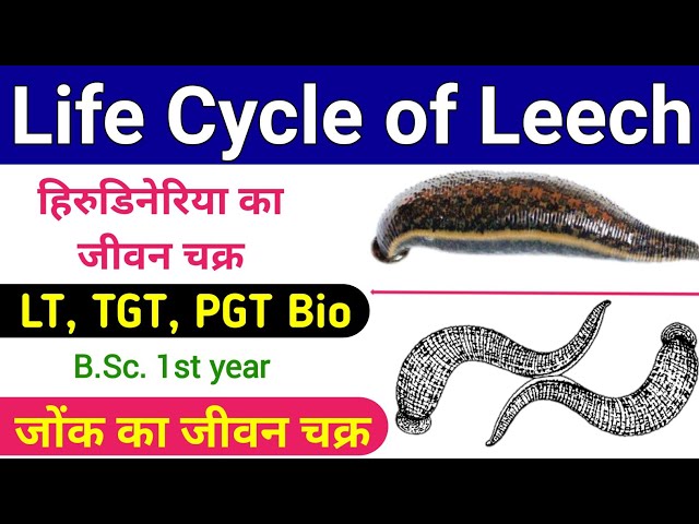 hirudinaria ka jeevan chakra | life cycle of hirudinaria granulosa | life cycle of a leech | lt, tgt