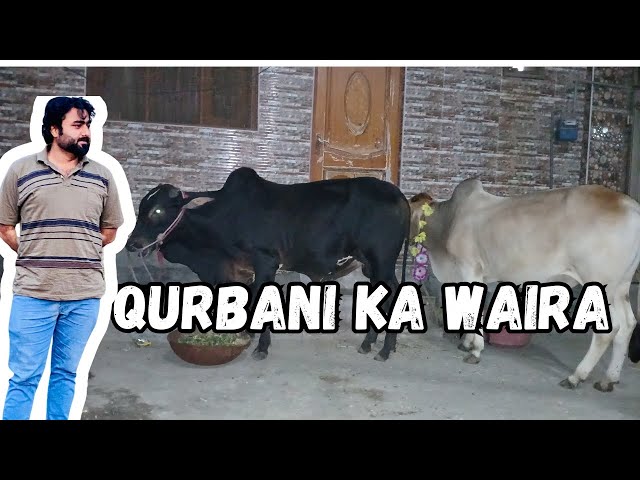 Finally Qurbani ka Waira ly lia 🥳🥳 | Kitny ka Soda howa ?? |Qurbani 2024 | Eid ul Azha