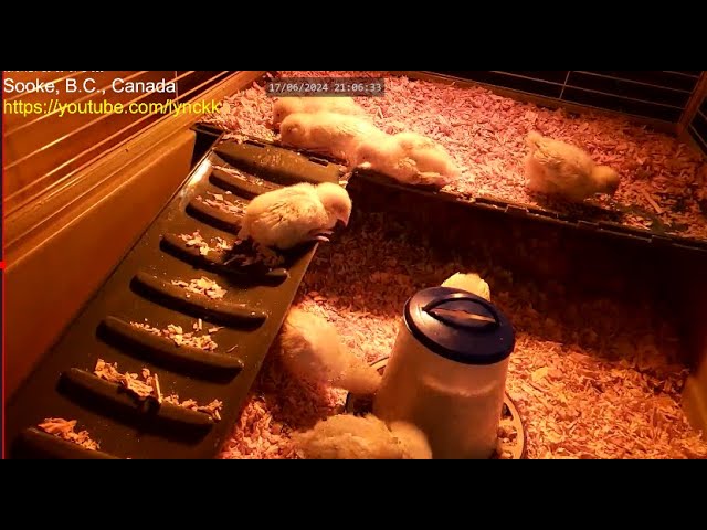 2024 Baby Chickens Cam!   - Sooke B.C. Canada
