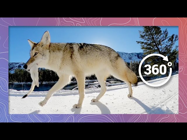 Coyote Carries an Ermine Weasel in Its Jaws | Wildlife in 360 VR