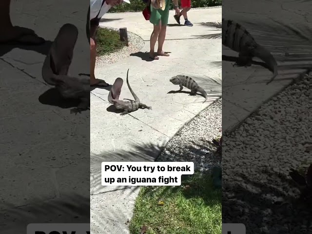 Iguana Fight #tsantiherochallenge #iguana #animalfights #Iguana #iguanaNeednewshoes #senorskor
