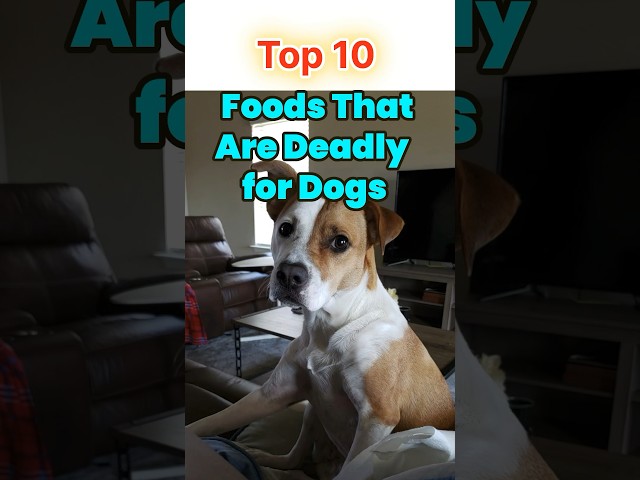 Top10 foods that are deadly for dogs😭🤪#pet#top10#deadlyfood