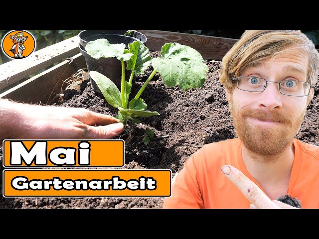 Du wirst Kürbis nur noch so anbauen | Mischkultur Zucchini | Süßkartoffel anbauen - Gartenarbeit Mai