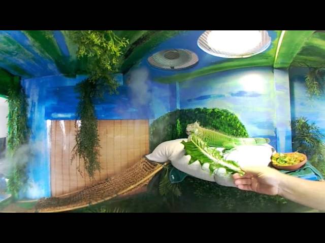 360 Video - Green Iguana Enclosure