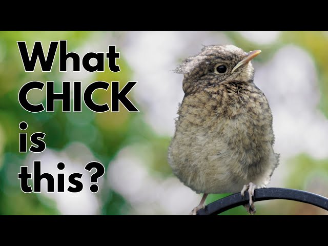 How to Identify GARDEN BIRD Fledglings of the UK