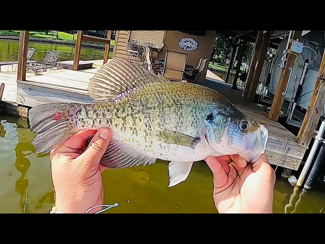 BEST POST SPAWN CRAPPIE FISHING TECHNIQUE FOR CATCHING BIG POST SPAWN CRAPPIE‼️