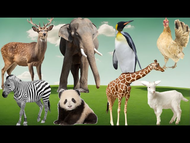Wild Animal Sounds In Nature: Penguin, Moose, Elephant, Chicken, Giraffe, Zebra - Animal videos