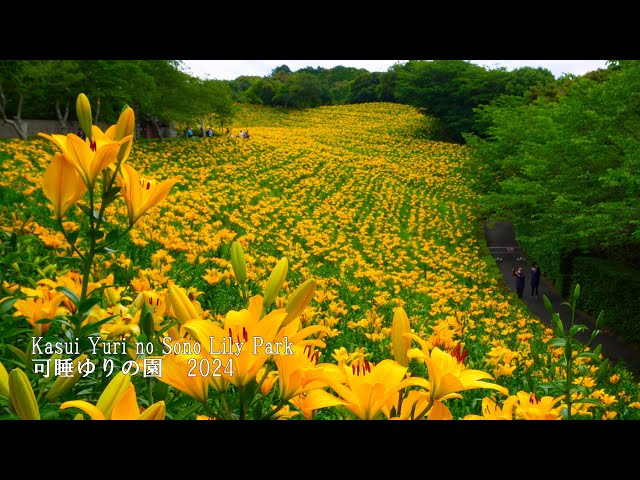 Competition of lilies and hydrangeas in Kasui Lily Park