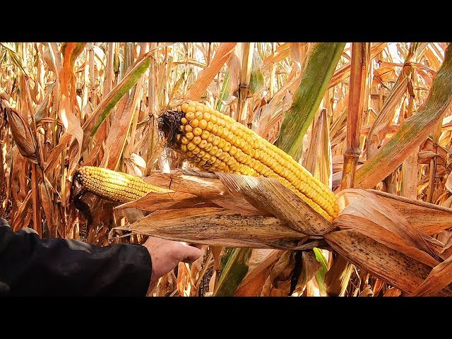 MONSTER Ears - High Moisture Corn Harvesting | How Farms Work