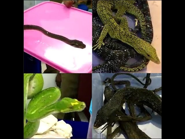 Reptiles being smuggled into India seized by customs officials at Chennai airport