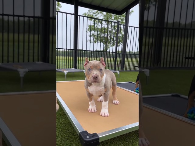 The Cutest Pitbull Pup in THE WORLD, 🥰 #ytshort