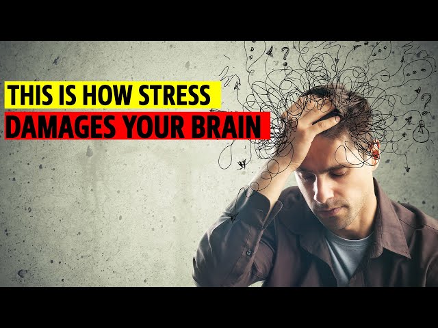 How Stress Damages Your Brain|Stress and Brain Health |How to Protect Your Brain From Stress