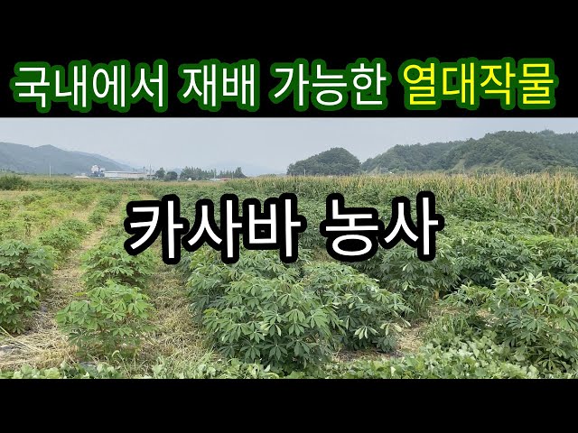 Korean cassava farm