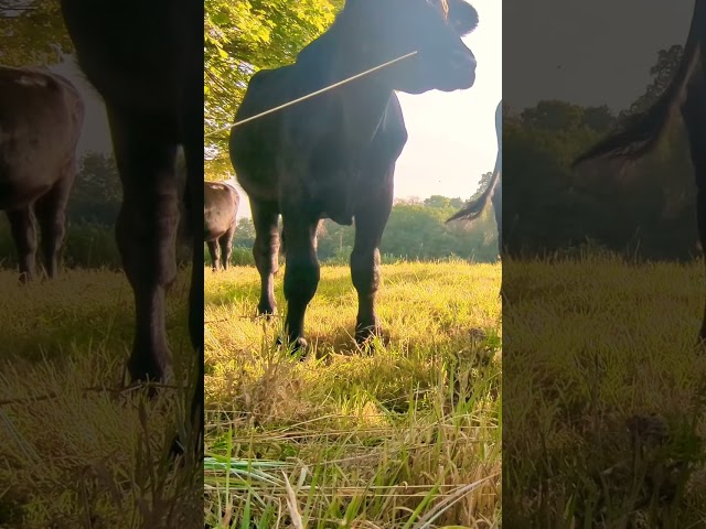 Bullock startled by Cow's Mooing. #animalshorts #shorts #nature #farm