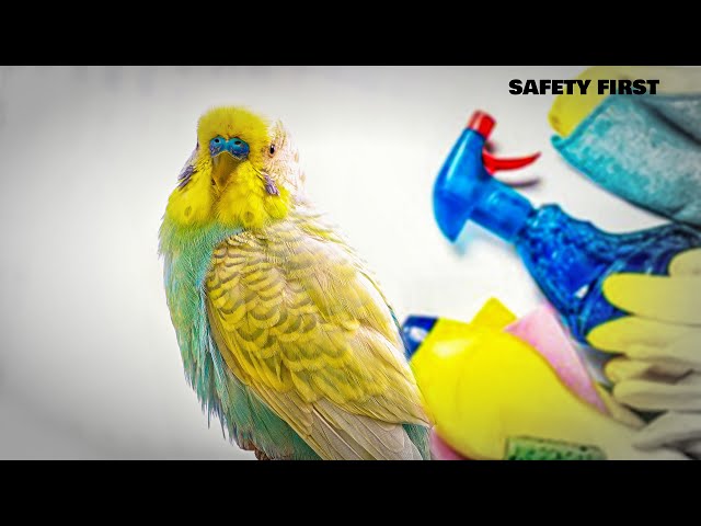 Do this, do that, but it's LIFE saving for your Budgerigar!