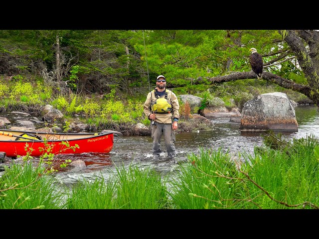 3 Days Solo Fishing & Camping in Eastern Canada | THOUSANDS of Spawning Fish!!