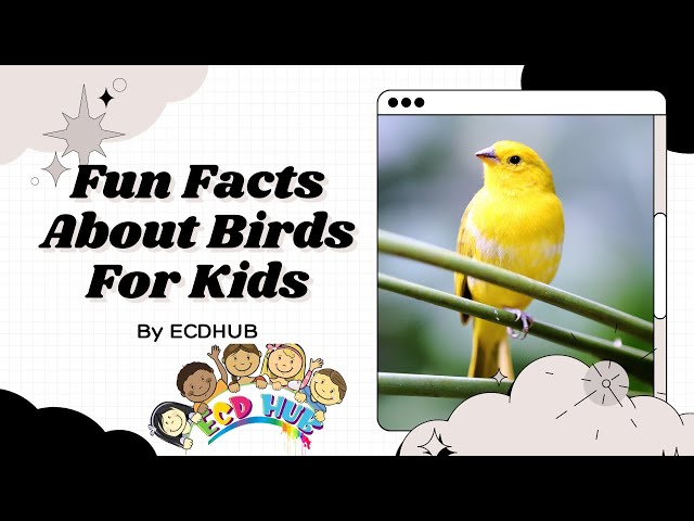 Fun Facts About Birds For Kids By ECDHUB