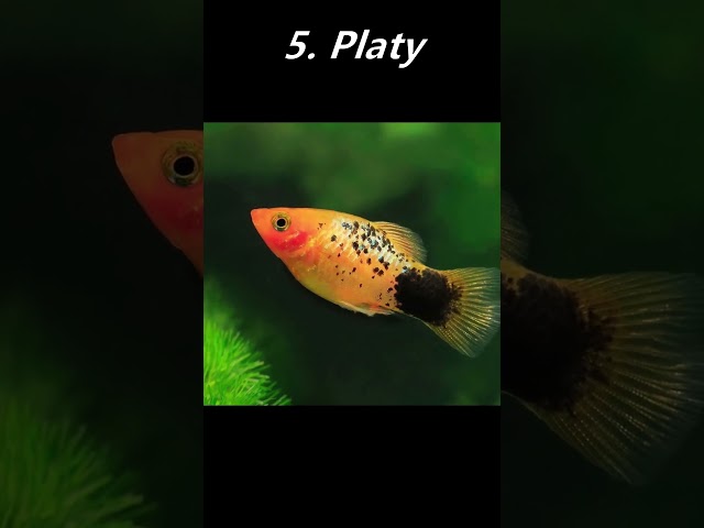 Top 10 Tank Mates for Guppies!