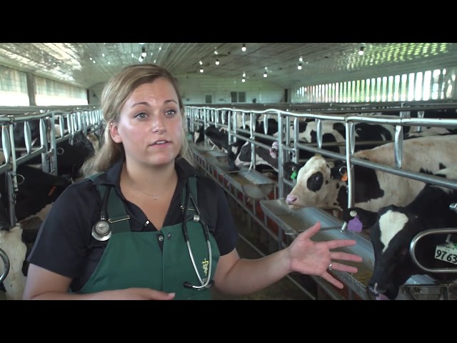 How are veal calves raised?