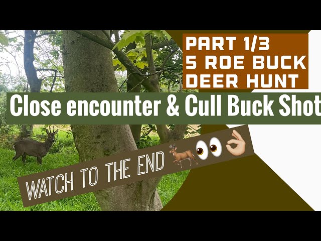 Pt1/3 ideal cull Buck + close encounter 🦌🦌: woodland stalking #deerhunting #deerstalking