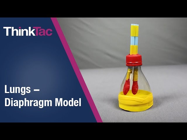 Lungs - Diaphragm Model | Version 2 | ThinkTac