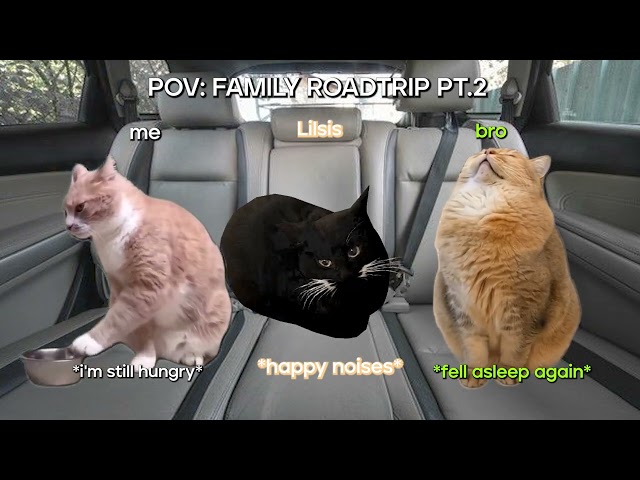 POV Cat meme: Roadtrip PT.2 -  Furry Buddy