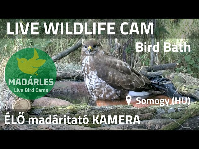 LIVE Wildlife 4K Cam - Bird Bath (Somogy, Hungary)