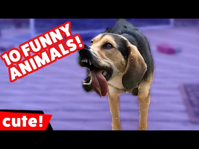 Top 10 Funniest Pet & Animal Clips of December 2016 | Kyoot Animals