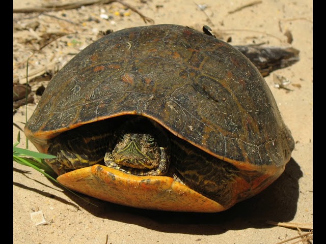 Alabama red-bellied turtle | Wikipedia audio article