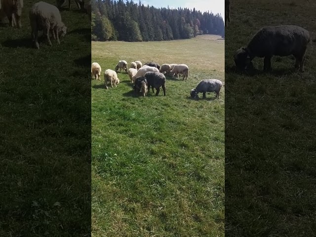 Owce