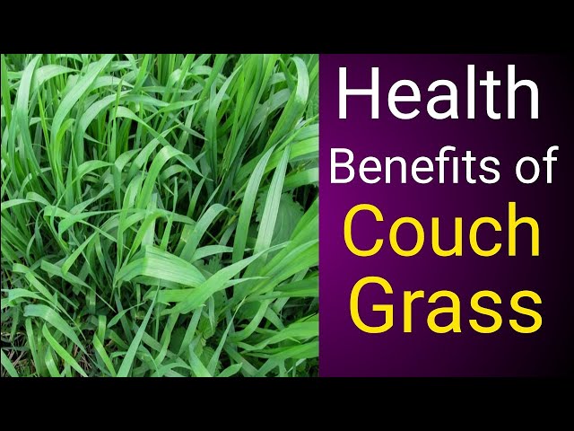 Just One Glass of Couch Grass Juice Can Save Your Money-Benefits of Couch Grass.