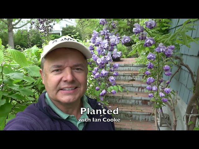 Another Wisteria video - but this one is really good.