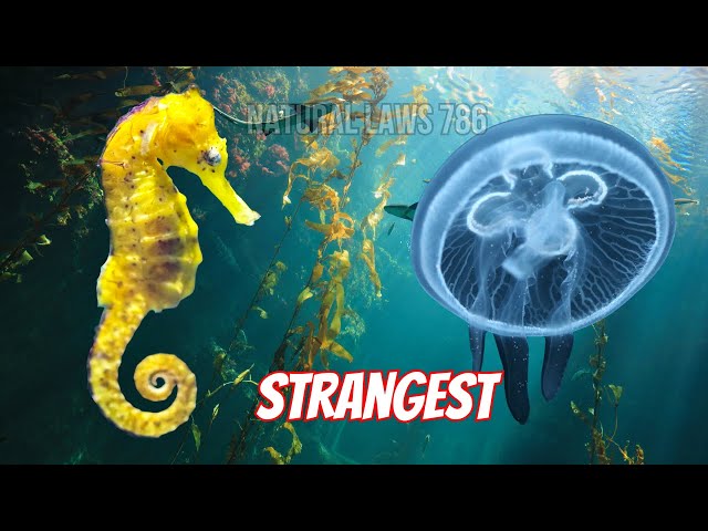 Top 5 Strangest Sea Animals You Have Never Met || Natural laws 786