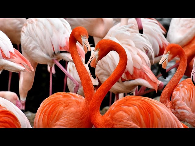 Flamingo Bird Video - ll Flamingos Sound effect ll World most beautiful birds #fun club