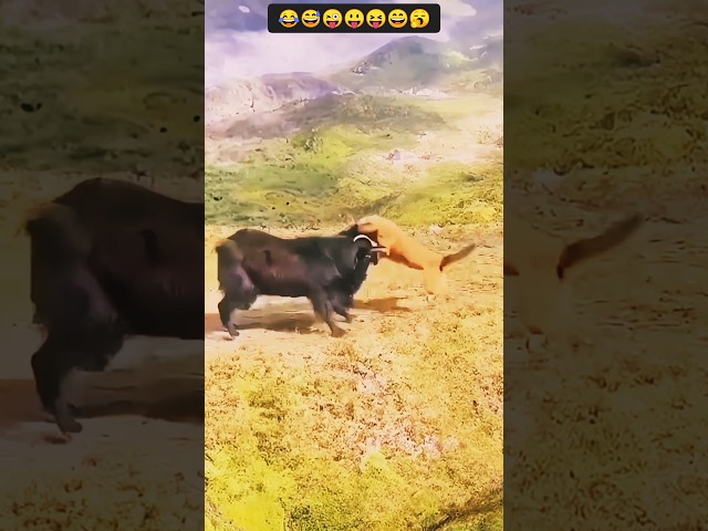 The goat chases the dog away chdb 😂😝 #animals #animalworld #funnyanimals #funny