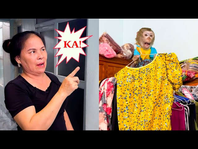 Monkey Kaka's Hilarious Mishap: Destroying Grandma's Clothes!