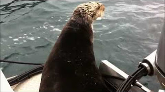 Alaska Killer Whales vs. Witty Otter by JoeMillerUS and more