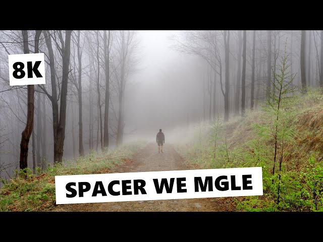 Nastrojowy spacer przez mglisty i wiosenny las [8K]